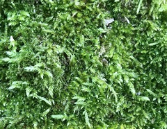 Brachythecium rutabulum