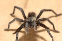 Chaetopelma olivaceum
