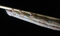 Catocala abbreviatella