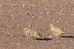 Pterocles senegallus
