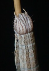Catocala abbreviatella