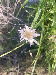 Malacothrix saxatilis