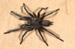 Chaetopelma olivaceum