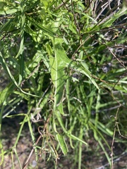 Malacothrix saxatilis