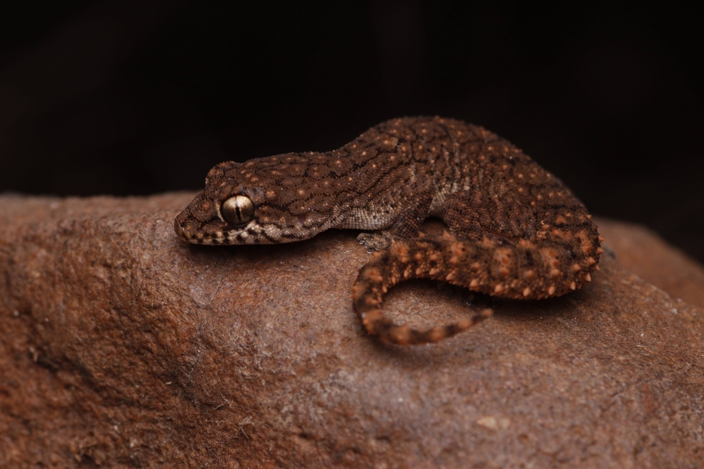 Vijay Raghavan's Half-Toed Gecko