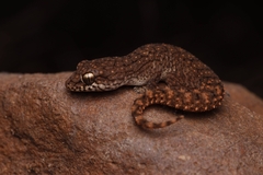 Hemidactylus vijayraghavani