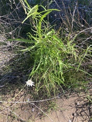 Malacothrix saxatilis