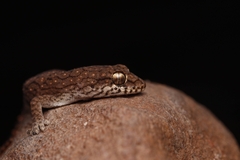 Hemidactylus vijayraghavani