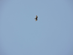 Cathartes aura