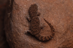 Hemidactylus vijayraghavani