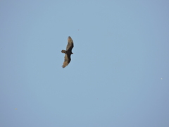 Cathartes aura