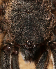Chaetopelma olivaceum