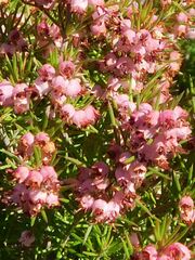 Erica curvirostris
