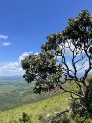 Protea roupelliae roupelliae