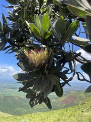 Protea roupelliae roupelliae