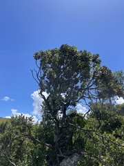 Protea roupelliae roupelliae