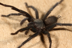 Chaetopelma olivaceum