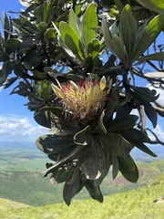 Protea roupelliae roupelliae