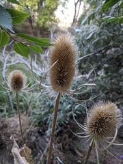 Dipsacus fullonum