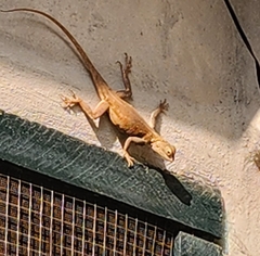 Agama picticauda