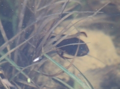 Dytiscus marginalis