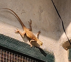Agama picticauda