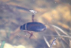 Dytiscus marginalis