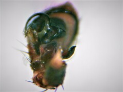 Xysticus thessalicoides