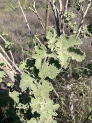 Malacothamnus davidsonii