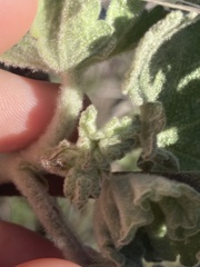 Malacothamnus davidsonii