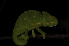 Chamaeleo zeylanicus