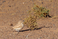 Ammomanes cinctura