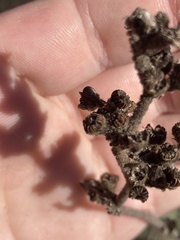 Malacothamnus davidsonii