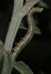 Catocala amestris