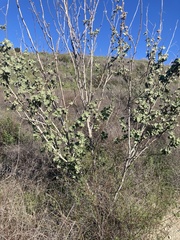 Malacothamnus davidsonii