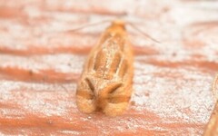 Saphenista multistrigata