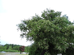 Ehretia anacua
