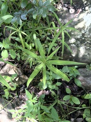 Cyperus albostriatus
