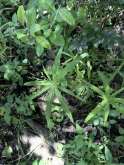 Cyperus albostriatus