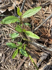 Asclepias perennis