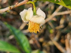 Camellia sinensis