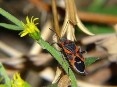 Lygaeus kalmii kalmii