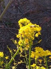 Apis mellifera