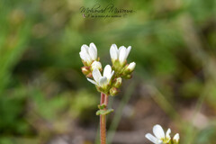 Saxifraga carpetana image