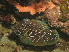 Calloplesiops altivelis