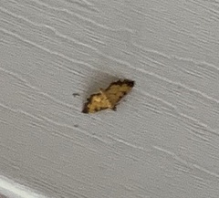 Ategumia ebulealis