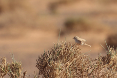Curruca deserti