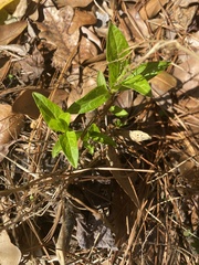 Asclepias perennis