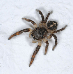 Pellenes tripunctatus