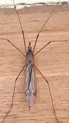 Tipulidae